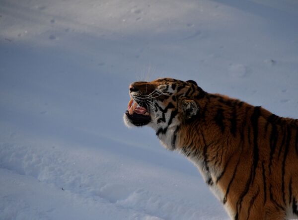 Уссурийский тигр Амур в вольере Приморского сафари-парка - Sputnik Молдова