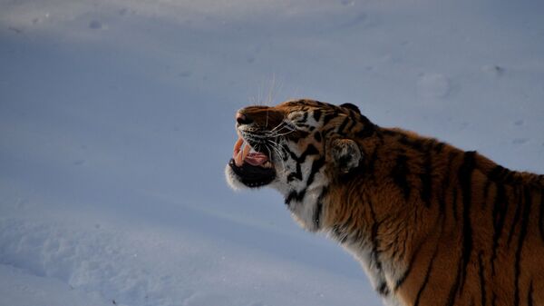 Уссурийский тигр Амур в вольере Приморского сафари-парка - Sputnik Moldova