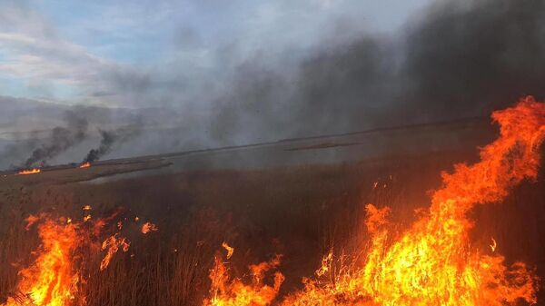 Incendiu de vegetație - Sputnik Молдова