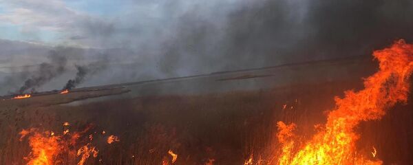 Incendiu de vegetație - Sputnik Moldova