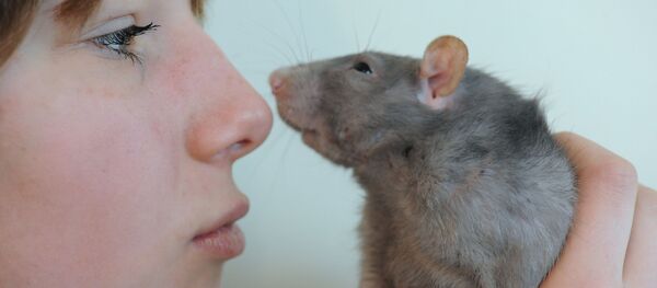 Крыса.  - Sputnik Молдова