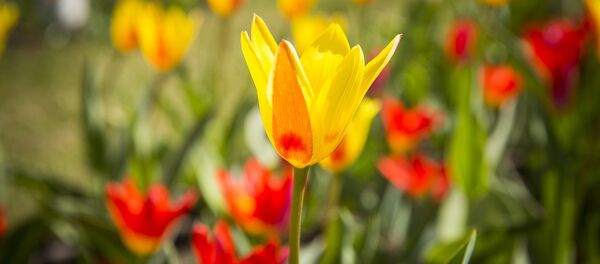 Весна  - Sputnik Moldova