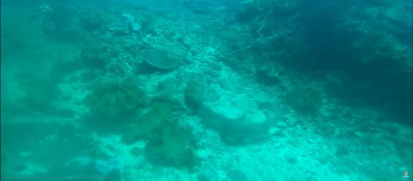 Акула нападает на осьминога Акула нападает на осьминога - Sputnik Молдова