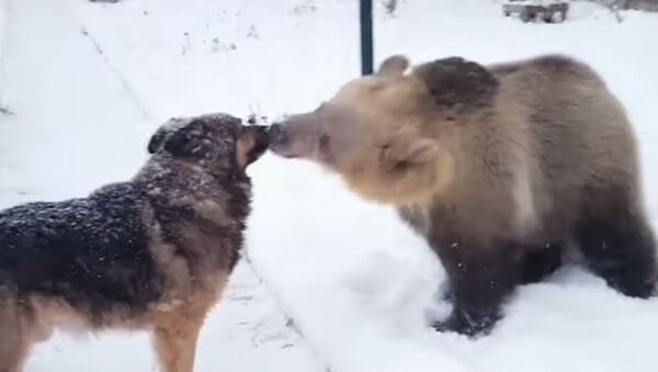 Медведь и собака играют в снегу - Sputnik Молдова