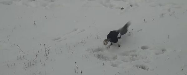 Сорока украла мышь у кота - Sputnik Молдова