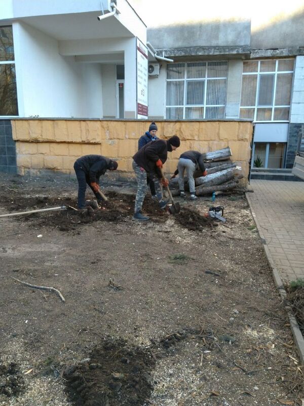 Кишинев лысеет: в столице продолжается вырубка деревьев - фото - Sputnik Молдова