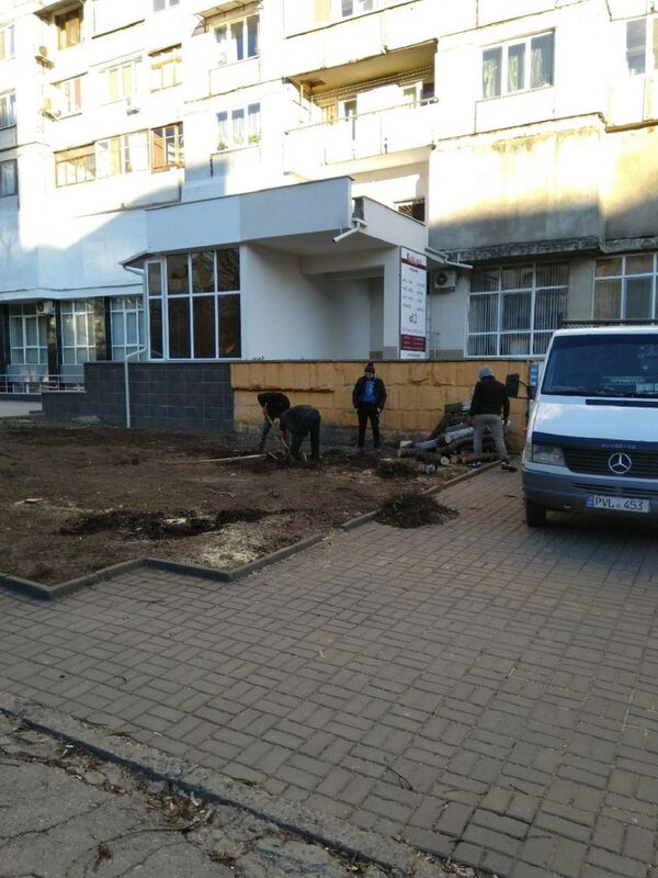 Кишинев лысеет: в столице продолжается вырубка деревьев - фото - Sputnik Молдова