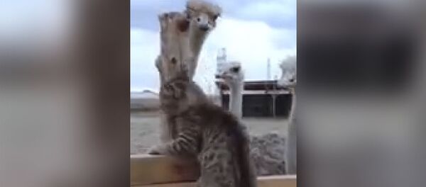 А потом они подросли А потом они подросли - Sputnik Молдова