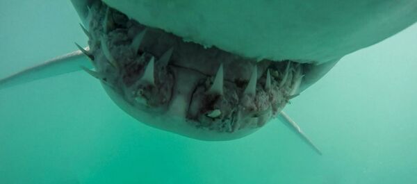 Нападения большой белой акулы на дайвера - Sputnik Молдова