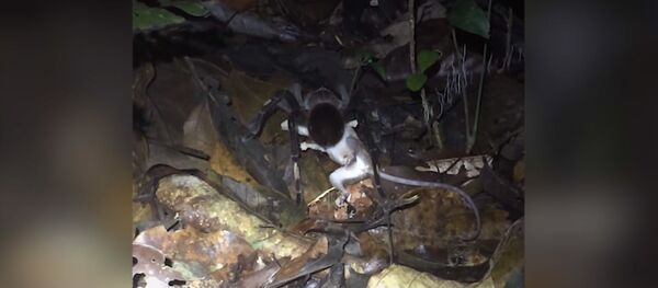 Ученые сняли на видео гигантского паука, который тащит по лесу опоссума - Sputnik Молдова