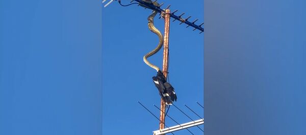 Питон пожирает птицу на антенне Питон пожирает птицу на антенне - Sputnik Молдова