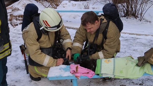 Смоленские спасатели откачали вынесенного из пожара кота - Sputnik Молдова