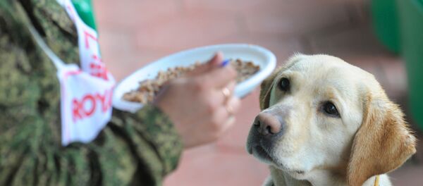 Собака и тарелка - Sputnik Молдова
