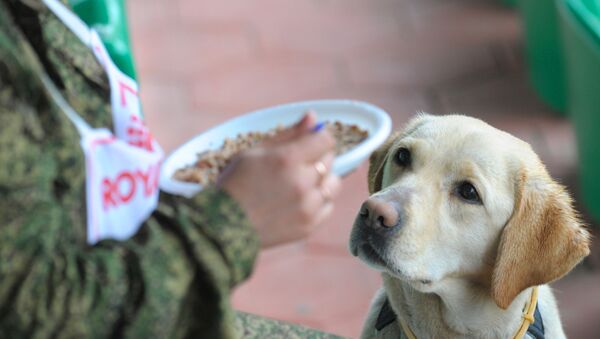 Собака и тарелка - Sputnik Молдова