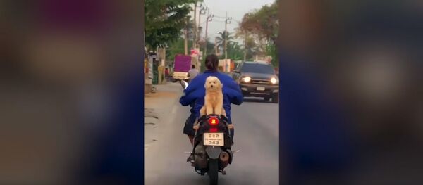 Собачка на мотоцикле Собачка на мотоцикле - Sputnik Молдова