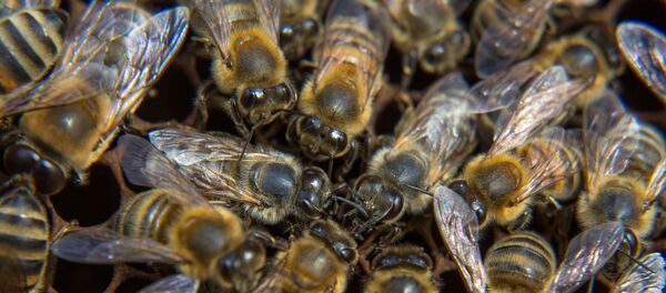 albine albine - Sputnik Moldova