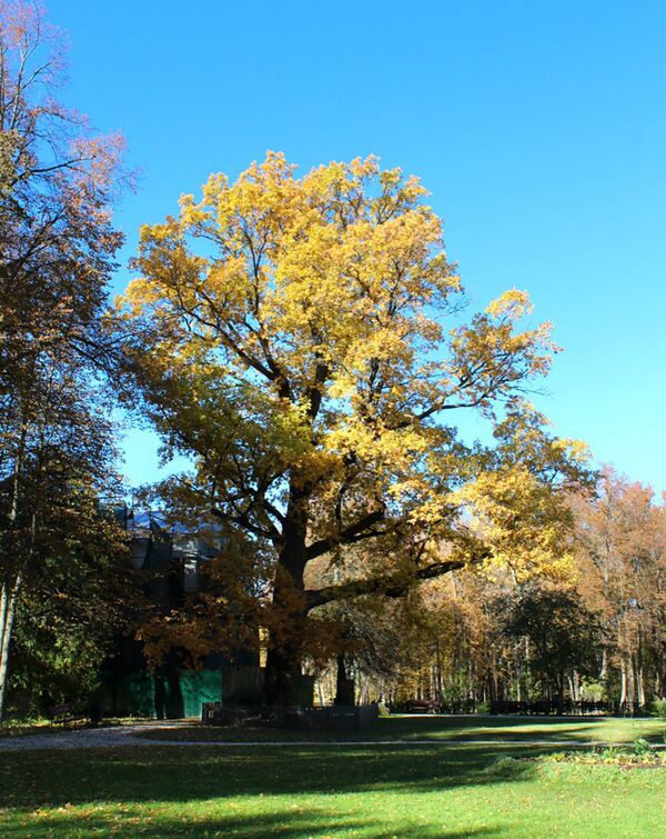 Дерево The Abramtsevo Oak в России, занявший 2 место в конкурсе European Tree of the Year 2019 - Sputnik Молдова