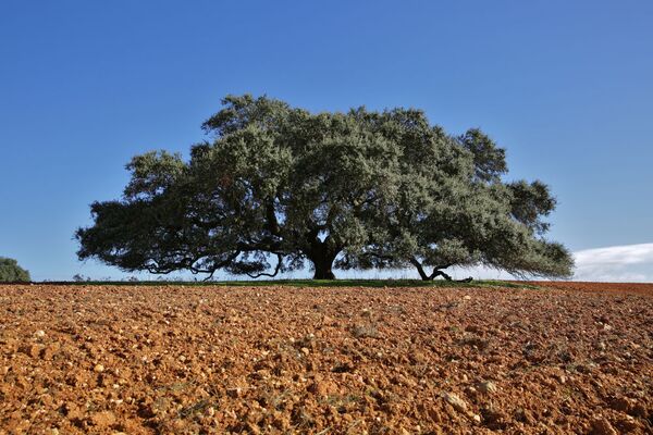 Дерево Secular Holm Oak в Португалии, занявший 3 место в конкурсе European Tree of the Year 2019 - Sputnik Молдова