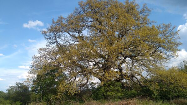 Дерево The venerable Turkey oak в Болгарии, финалист конкурса European Tree of the Year 2019   - Sputnik Молдова