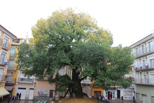 Дерево Elm of Navajas в Испании, финалист конкурса European Tree of the Year 2019  - Sputnik Молдова