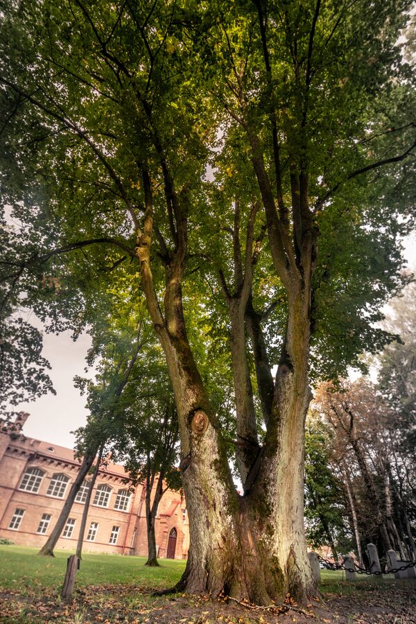 Дерево Raudonė Castle Lime в Литве, финалист конкурса European Tree of the Year 2019  - Sputnik Молдова