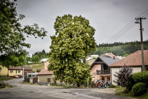 Дерево Lime tree of Liberty в Чехии, финалист конкурса European Tree of the Year 2019  - Sputnik Молдова