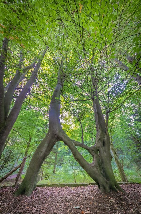 Дерево Nellie's Tree в Великобритании, финалист конкурса European Tree of the Year 2019 - Sputnik Молдова
