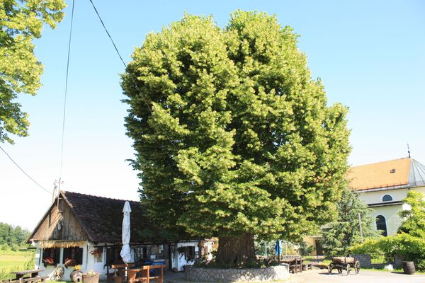 Дерево Gubec linden в Хорватии, финалист конкурса European Tree of the Year 2019  - Sputnik Молдова
