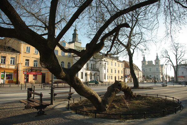 Дерево Kneeling tree в Польше, финалист конкурса European Tree of the Year 2019 - Sputnik Moldova-România