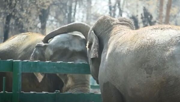 Влюбленные слоны радуют посетителей алматинского зоопарка - Sputnik Молдова