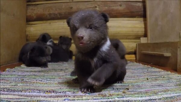 Десять медвежат делают первые шаги в Центре спасения в Тверской области - Sputnik Молдова