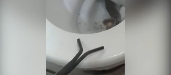 Кобра в унитазе Кобра в унитазе - Sputnik Молдова