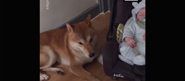 Баю-баюшки-баю, где же носит мать твою? Баю-баюшки-баю, где же носит мать твою? - Sputnik Молдова