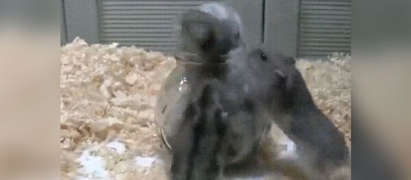 Когда утром пытаешься влезть в маршрутку - Sputnik Молдова