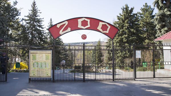 Бэби-бум в зоопарке Кишинева - Sputnik Moldova