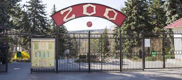 Бэби-бум в зоопарке Кишинева Бэби-бум в зоопарке Кишинева - Sputnik Молдова