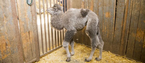 Бэби-бум в зоопарке Кишинева - Sputnik Молдова