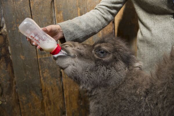 Бэби-бум в зоопарке Кишинева: впервые здесь родился верблюжонок - Sputnik Молдова
