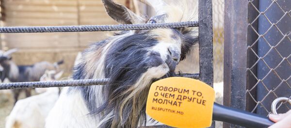 La menajeria din capitală este un adevărat baby-boom - Sputnik Молдова