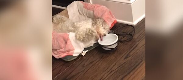 Когда тебе очень лень Когда тебе очень лень - Sputnik Молдова