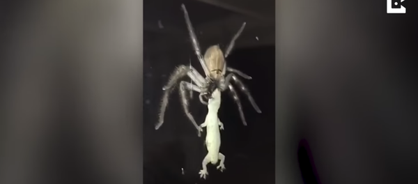 Паук поймал ящерицу Паук поймал ящерицу - Sputnik Молдова