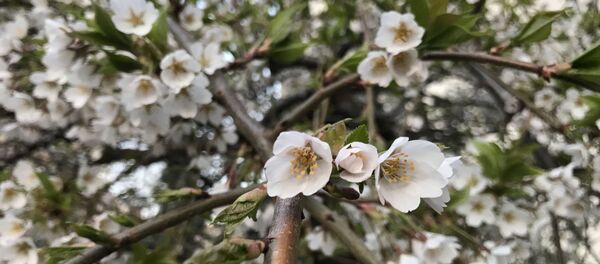 Весна. - Sputnik Молдова