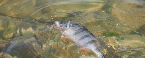 рыбалка - Sputnik Молдова
