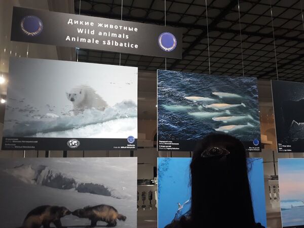 Expoziția #3Rusia file din natură la București, găzduită de Muzeul ”Grigore Antipa” Expoziția #3Rusia file din natură la București, găzduită de Muzeul ”Grigore Antipa” - Sputnik Moldova-România
