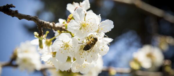 Весна - Sputnik Молдова