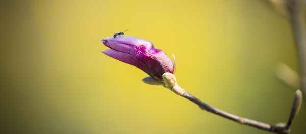 Весна - Sputnik Молдова