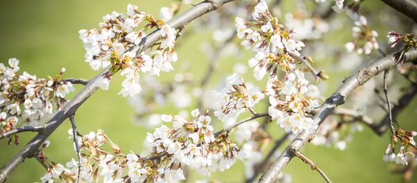 Весна - Sputnik Молдова