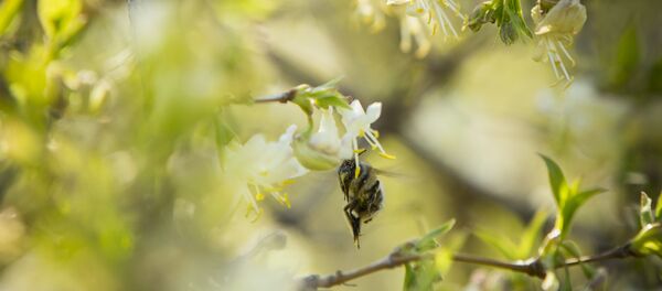Весна Весна - Sputnik Moldova-România