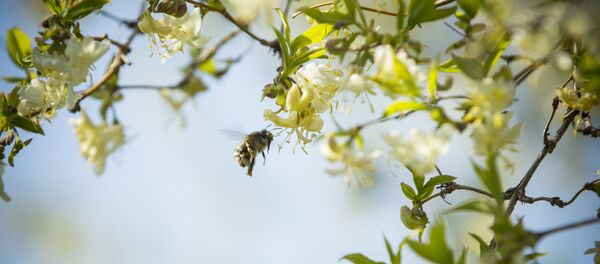 Весна - Sputnik Moldova