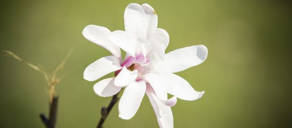 Весна - Sputnik Молдова